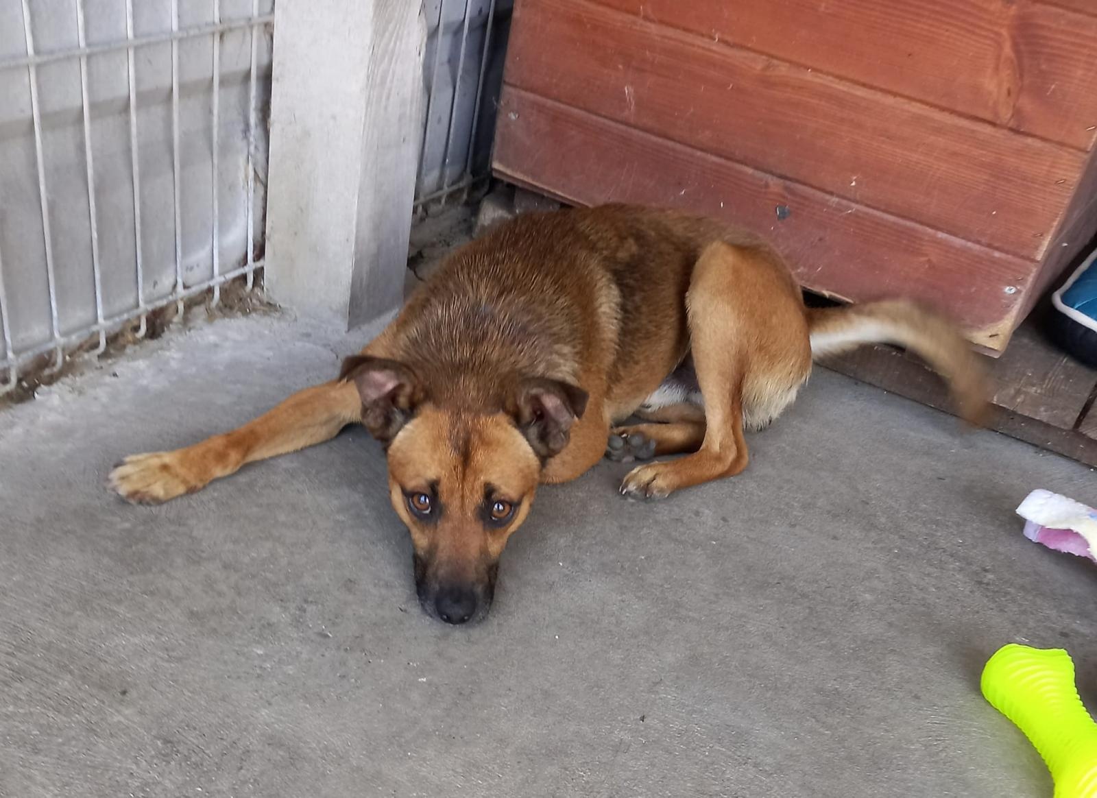 Zdjęcie w galerii na portalu naszraciborz.pl: Rebus pilnie szuka domu wiadomości z regionu