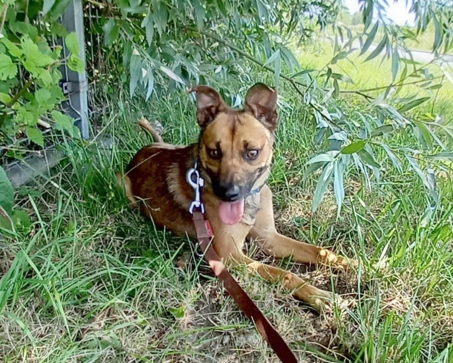 Zdjęcie w galerii na portalu naszraciborz.pl: Rebus pilnie szuka domu wiadomości z regionu