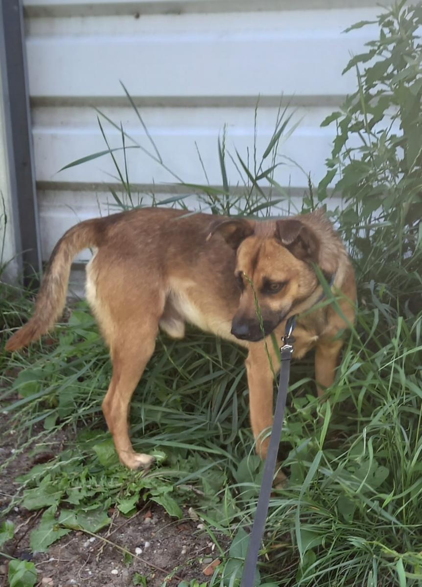 Zdjęcie w galerii na portalu naszraciborz.pl: Rebus pilnie szuka domu wiadomości z regionu