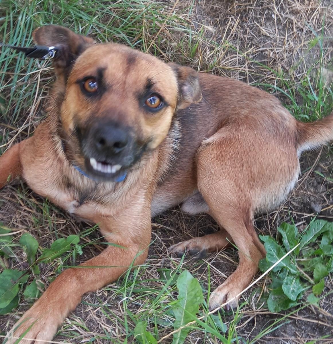 Zdjęcie w galerii na portalu naszraciborz.pl: Rebus pilnie szuka domu wiadomości z regionu