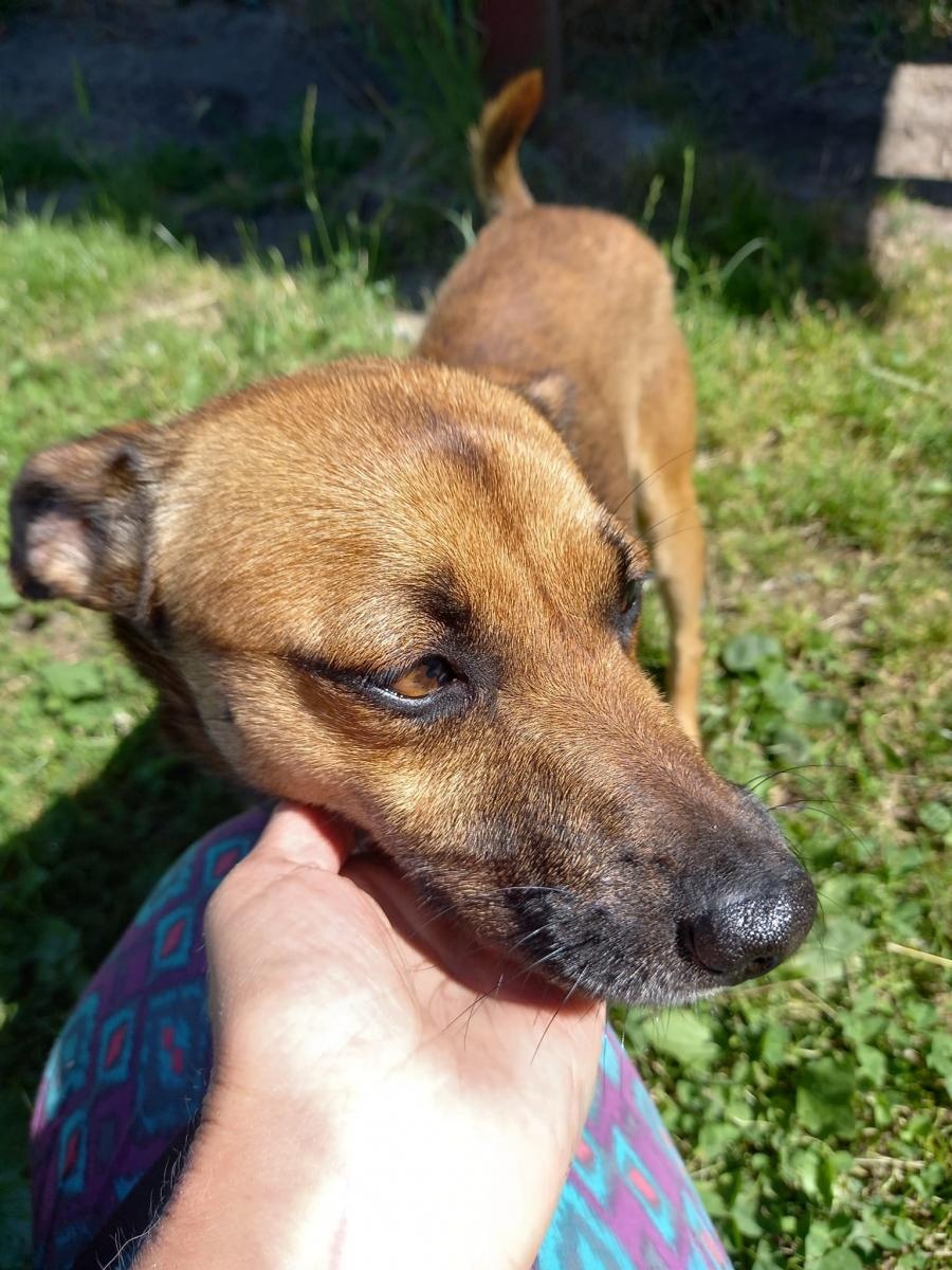 Zdjęcie w galerii na portalu naszraciborz.pl: Rebus pilnie szuka domu wiadomości z regionu