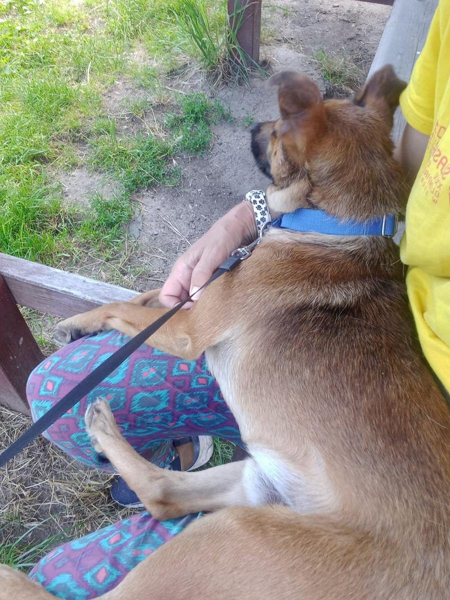 Zdjęcie w galerii na portalu naszraciborz.pl: Rebus pilnie szuka domu wiadomości z regionu