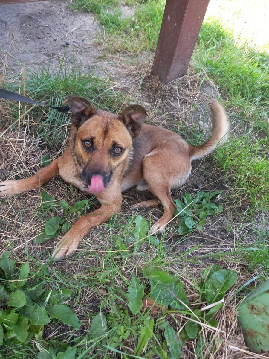 Zdjęcie w galerii na portalu naszraciborz.pl: Rebus pilnie szuka domu wiadomości z regionu