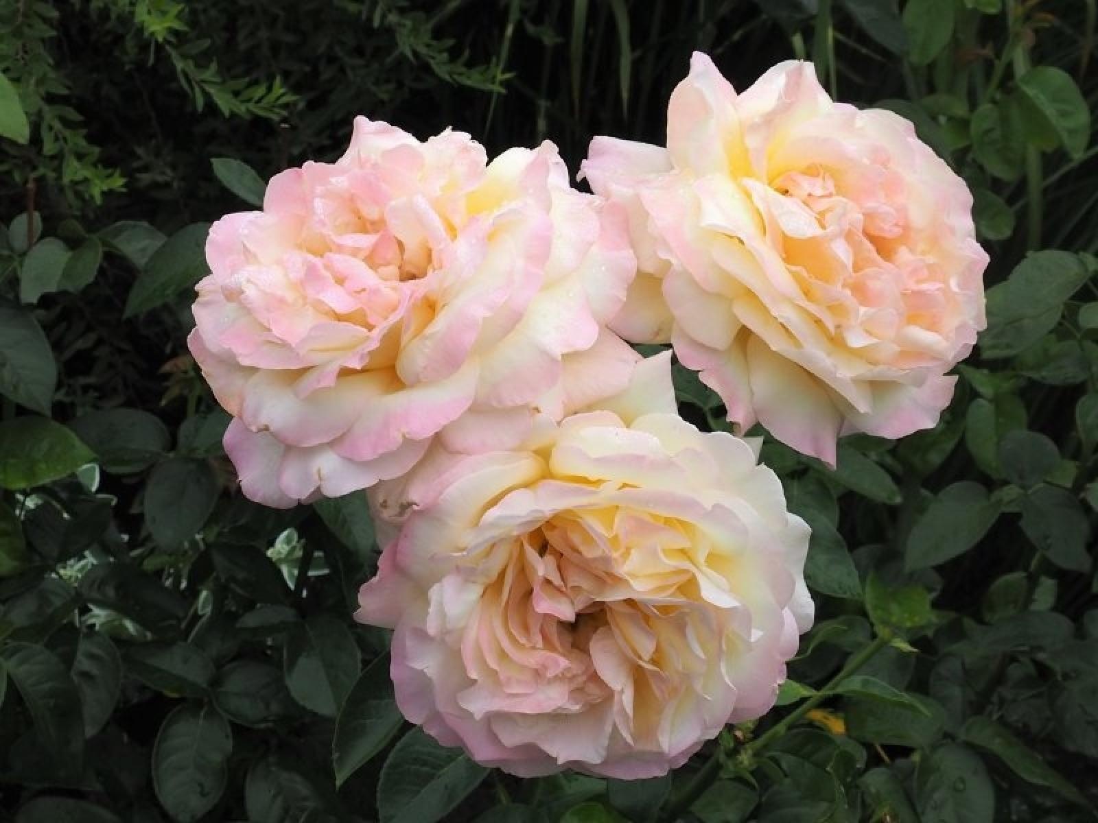 Zdjęcie w galerii na portalu naszraciborz.pl: Konkurs Zielono mi rozstrzygnięty wiadomości z regionu