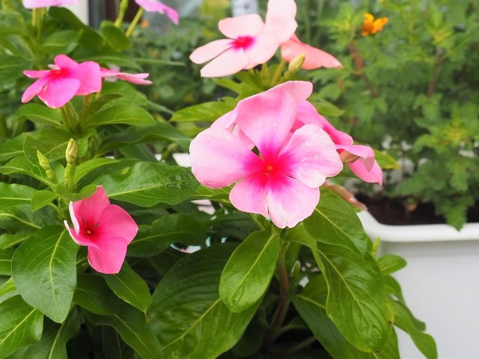 Zdjęcie w galerii na portalu naszraciborz.pl: Konkurs Zielono mi rozstrzygnięty wiadomości z regionu