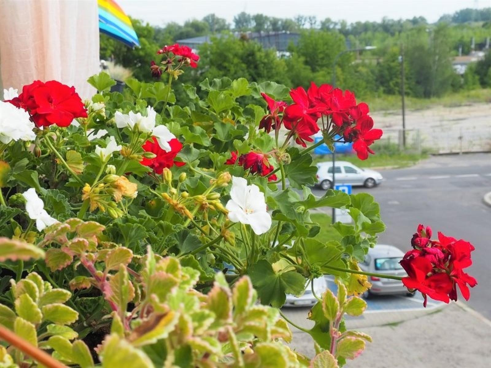 Zdjęcie w galerii na portalu naszraciborz.pl: Konkurs Zielono mi rozstrzygnięty wiadomości z regionu