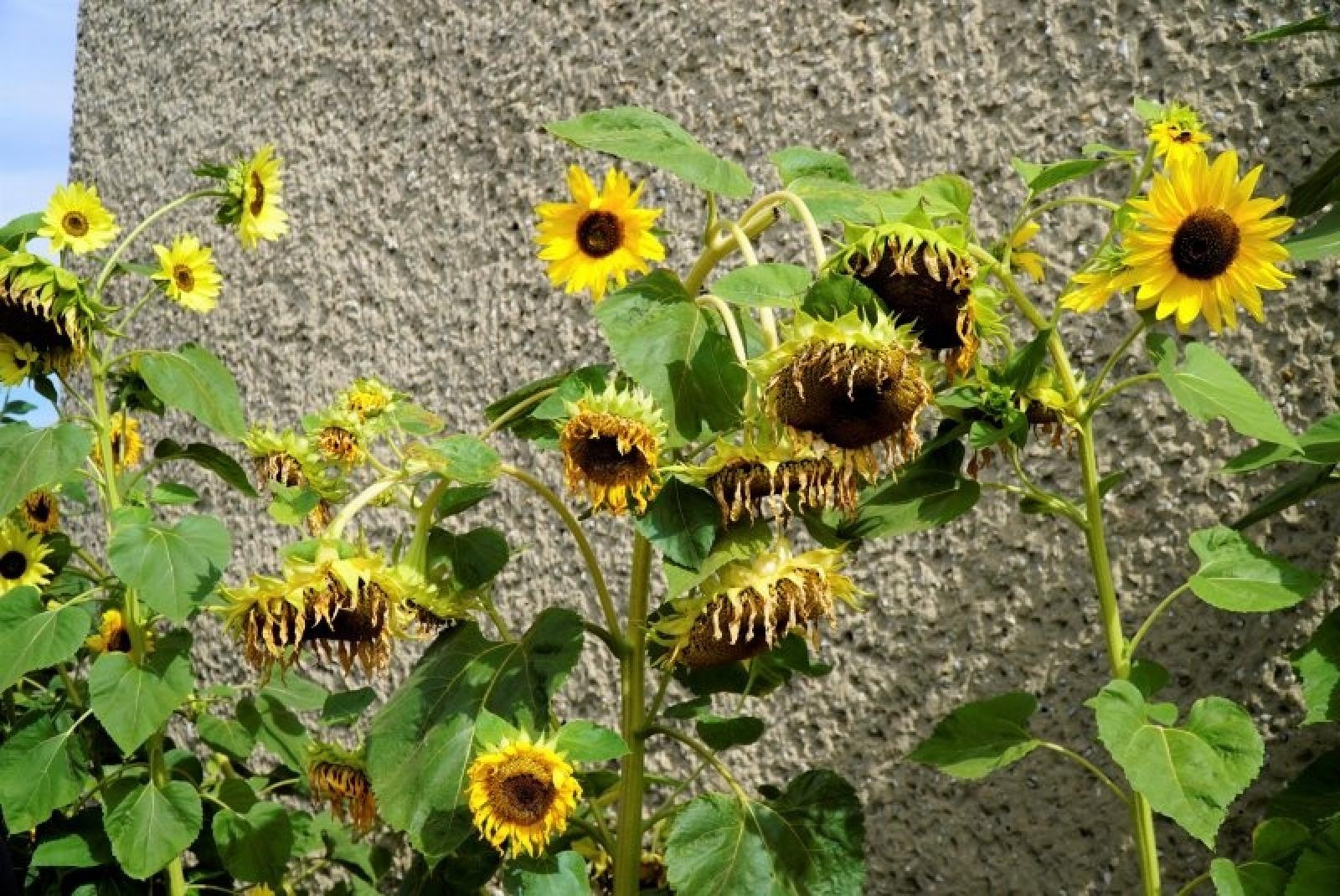 Zdjęcie w galerii na portalu naszraciborz.pl: Konkurs Zielono mi rozstrzygnięty wiadomości z regionu