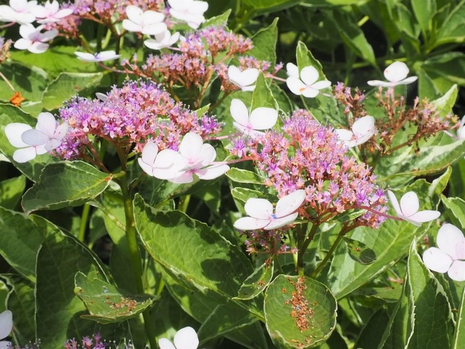 Zdjęcie w galerii na portalu naszraciborz.pl: Konkurs Zielono mi rozstrzygnięty wiadomości z regionu