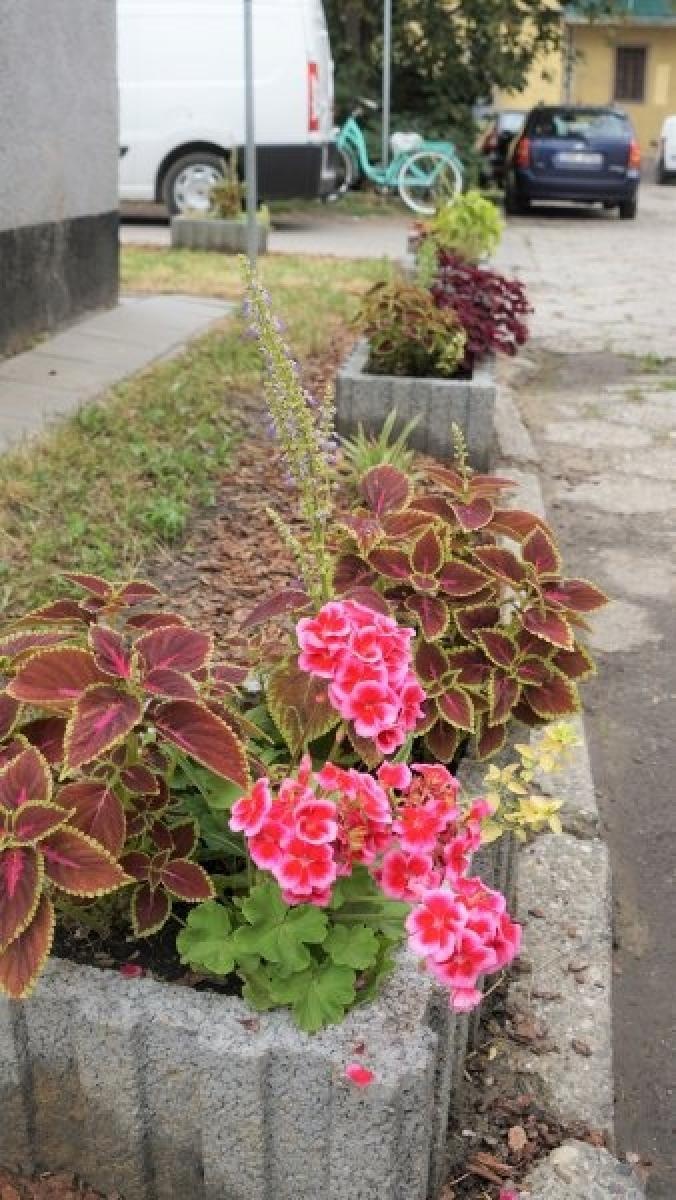 Zdjęcie w galerii na portalu naszraciborz.pl: Konkurs Zielono mi rozstrzygnięty wiadomości z regionu