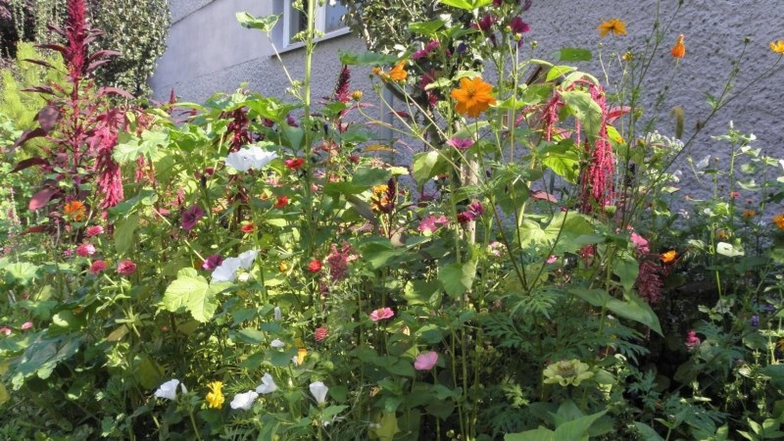 Zdjęcie w galerii na portalu naszraciborz.pl: Konkurs Zielono mi rozstrzygnięty wiadomości z regionu