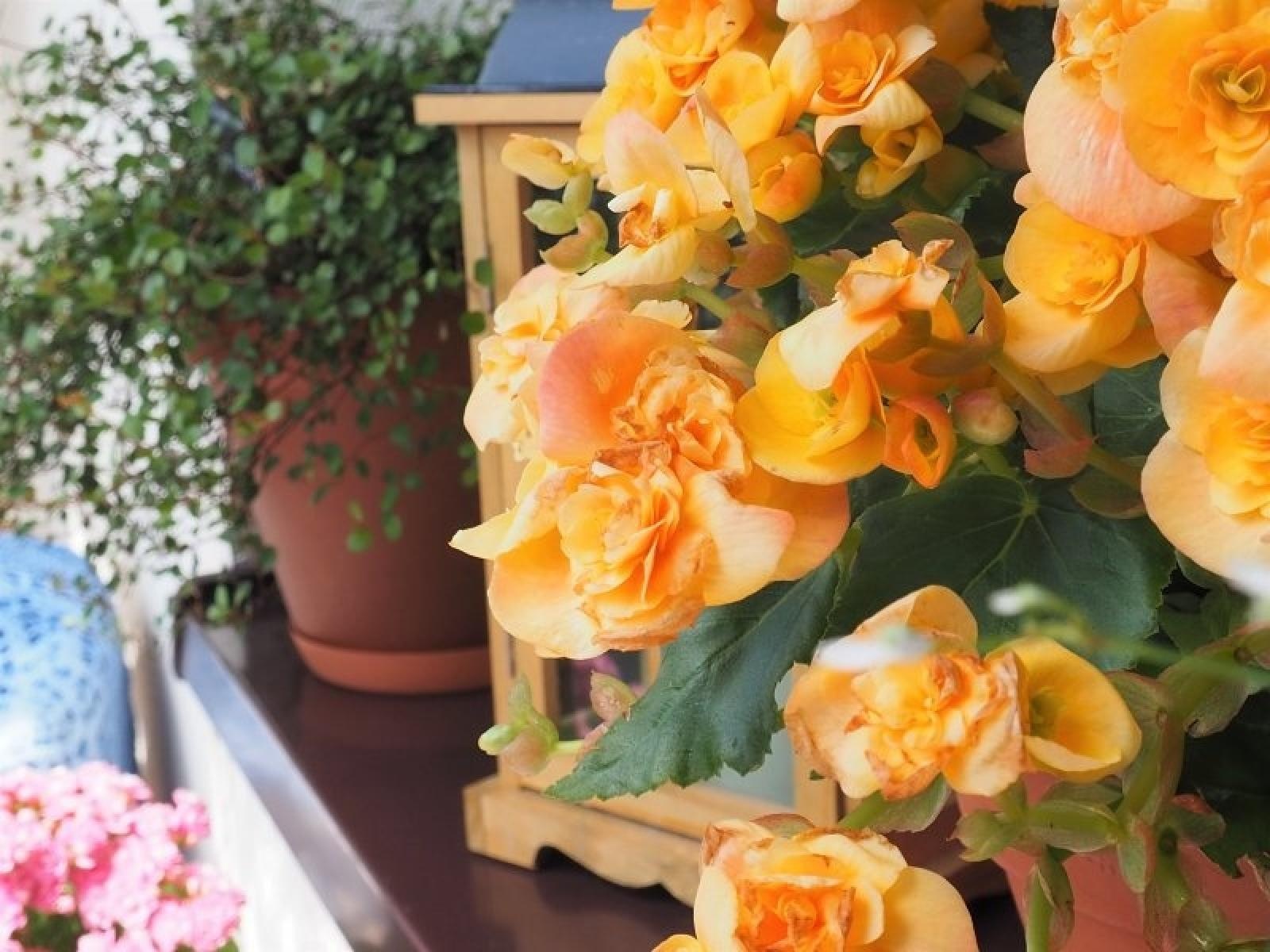 Zdjęcie w galerii na portalu naszraciborz.pl: Konkurs Zielono mi rozstrzygnięty wiadomości z regionu