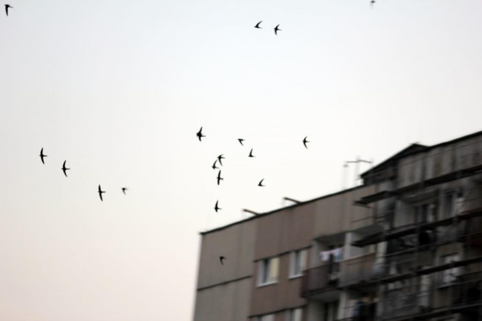 Zdjęcie w galerii na portalu naszraciborz.pl: Odloty jerzyków to pierwsza oznaka końca wakacji wiadomości z regionu
