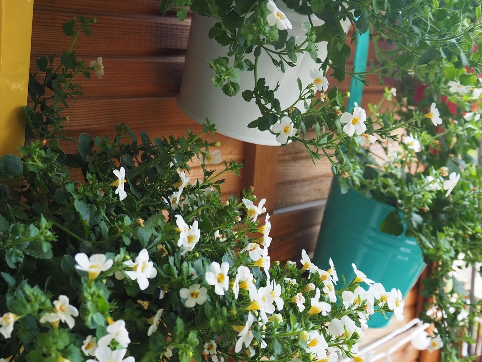 Zdjęcie w galerii na portalu naszraciborz.pl: Zielono mi. Wybrano najpiękniejsze balkony w Raciborzu wiadomości z regionu