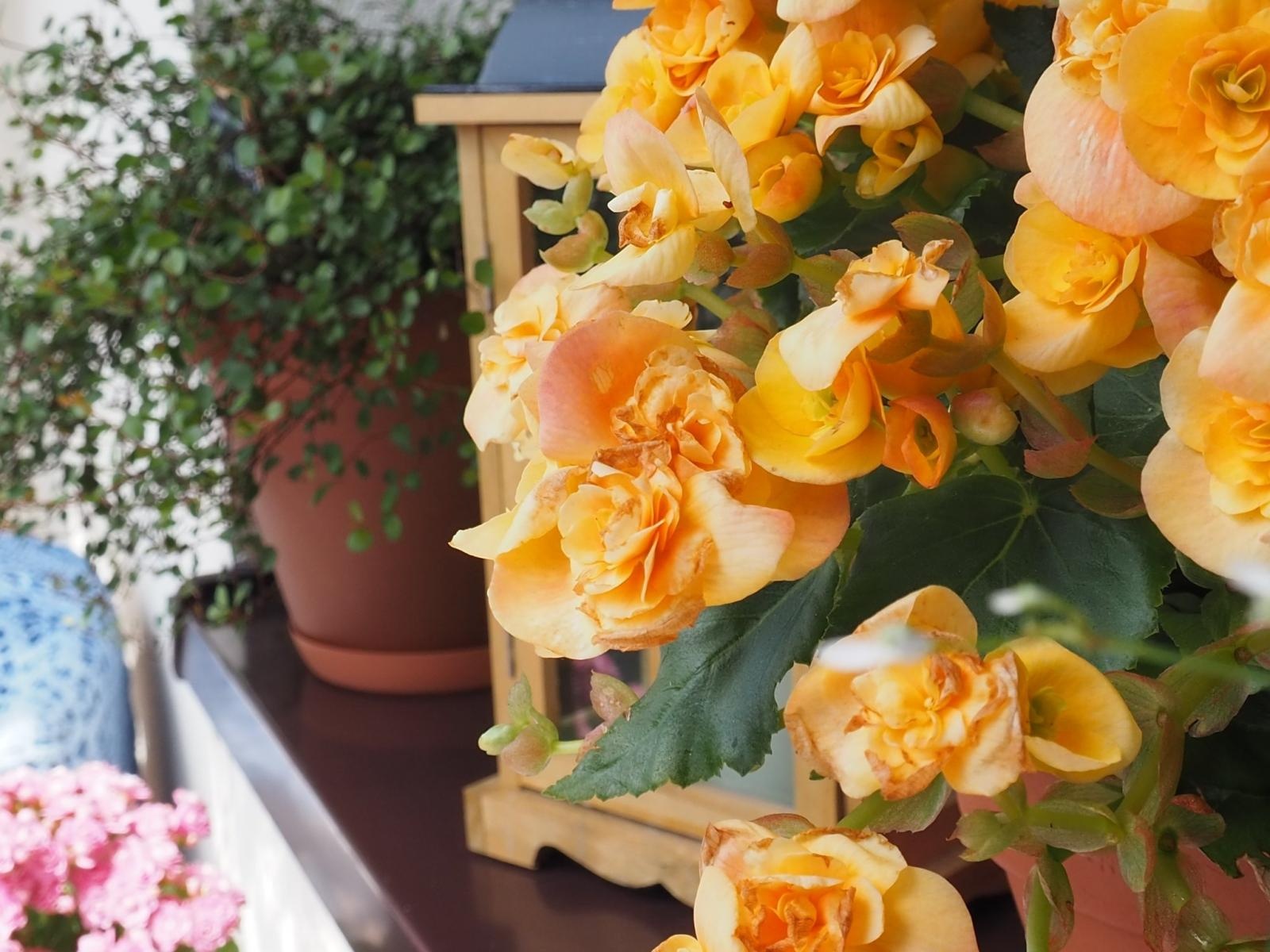 Zdjęcie w galerii na portalu naszraciborz.pl: Zielono mi. Wybrano najpiękniejsze balkony w Raciborzu wiadomości z regionu