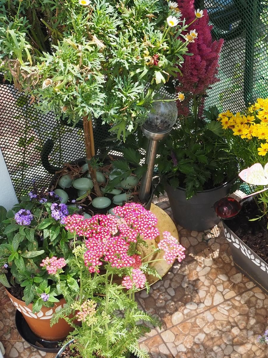 Zdjęcie w galerii na portalu naszraciborz.pl: Zielono mi. Wybrano najpiękniejsze balkony w Raciborzu wiadomości z regionu