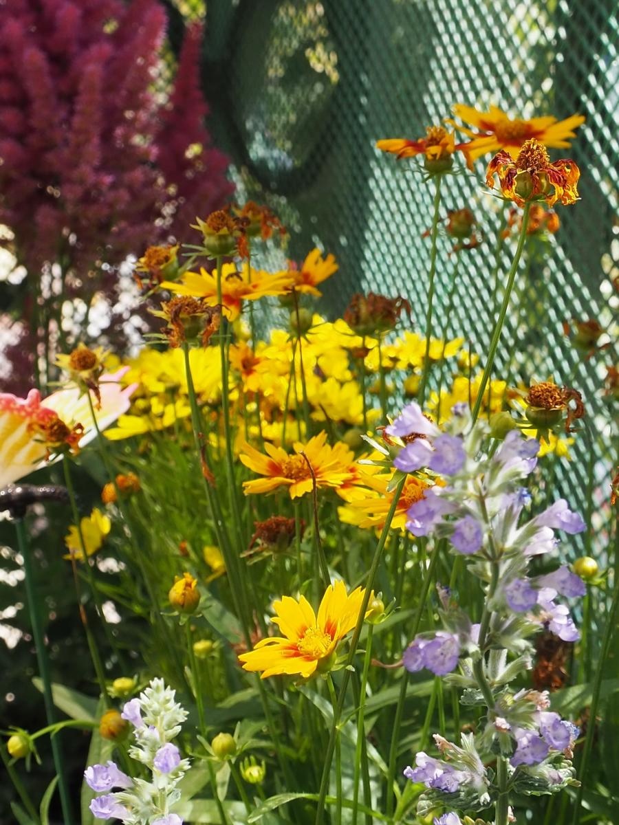 Zdjęcie w galerii na portalu naszraciborz.pl: Zielono mi. Wybrano najpiękniejsze balkony w Raciborzu wiadomości z regionu