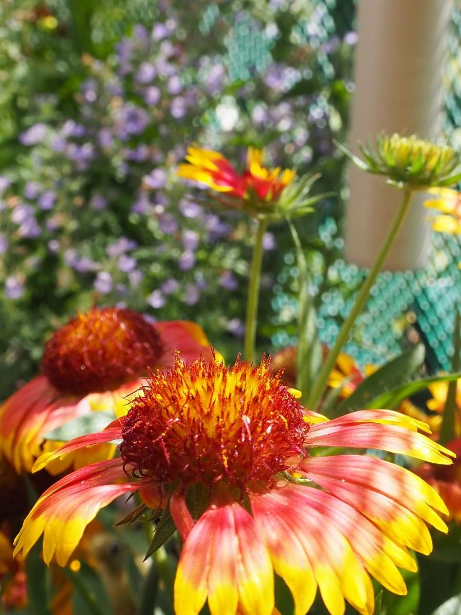 Zdjęcie w galerii na portalu naszraciborz.pl: Zielono mi. Wybrano najpiękniejsze balkony w Raciborzu wiadomości z regionu