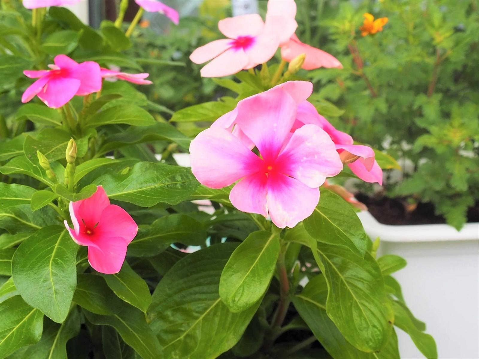 Zdjęcie w galerii na portalu naszraciborz.pl: Zielono mi. Wybrano najpiękniejsze balkony w Raciborzu wiadomości z regionu