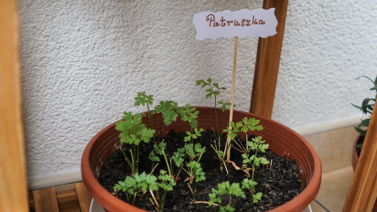 Zdjęcie w galerii na portalu naszraciborz.pl: Zielono mi. Wybrano najpiękniejsze balkony w Raciborzu wiadomości z regionu