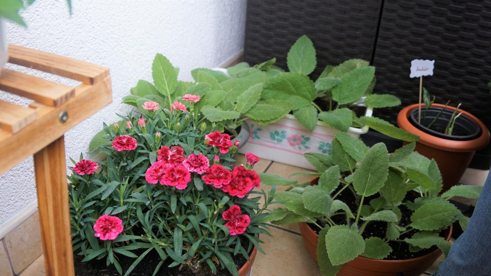 Zdjęcie w galerii na portalu naszraciborz.pl: Zielono mi. Wybrano najpiękniejsze balkony w Raciborzu wiadomości z regionu