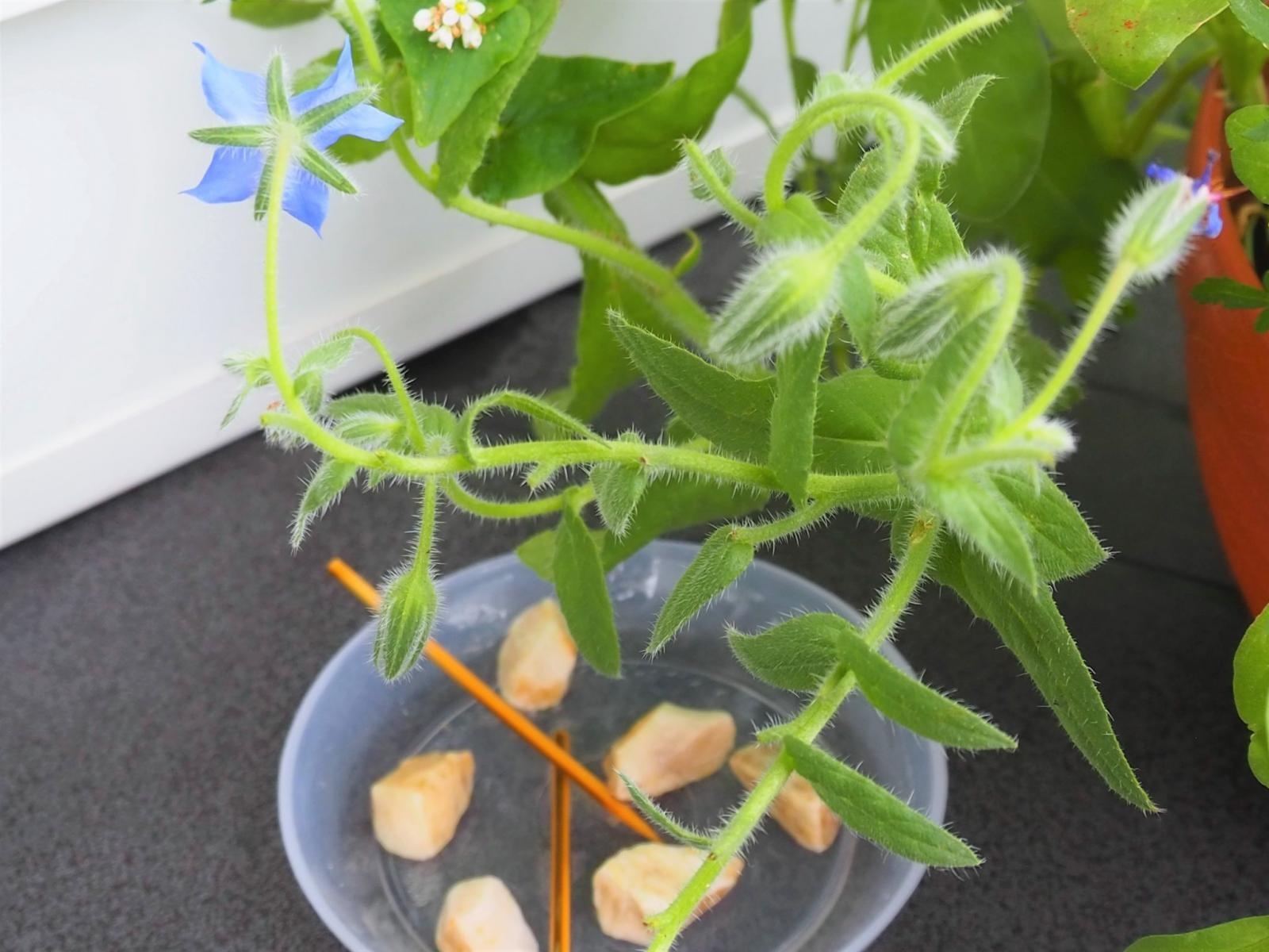 Zdjęcie w galerii na portalu naszraciborz.pl: Zielono mi. Wybrano najpiękniejsze balkony w Raciborzu wiadomości z regionu