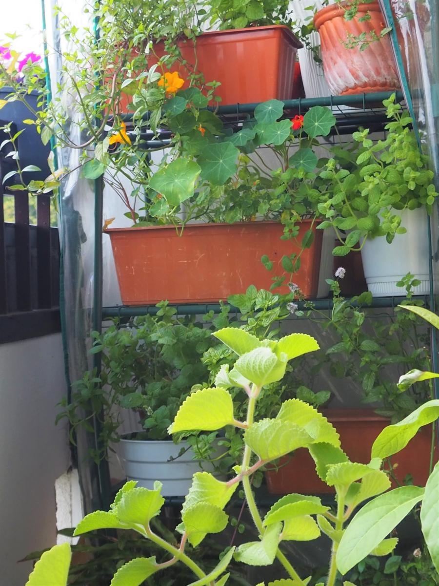 Zdjęcie w galerii na portalu naszraciborz.pl: Zielono mi. Wybrano najpiękniejsze balkony w Raciborzu wiadomości z regionu