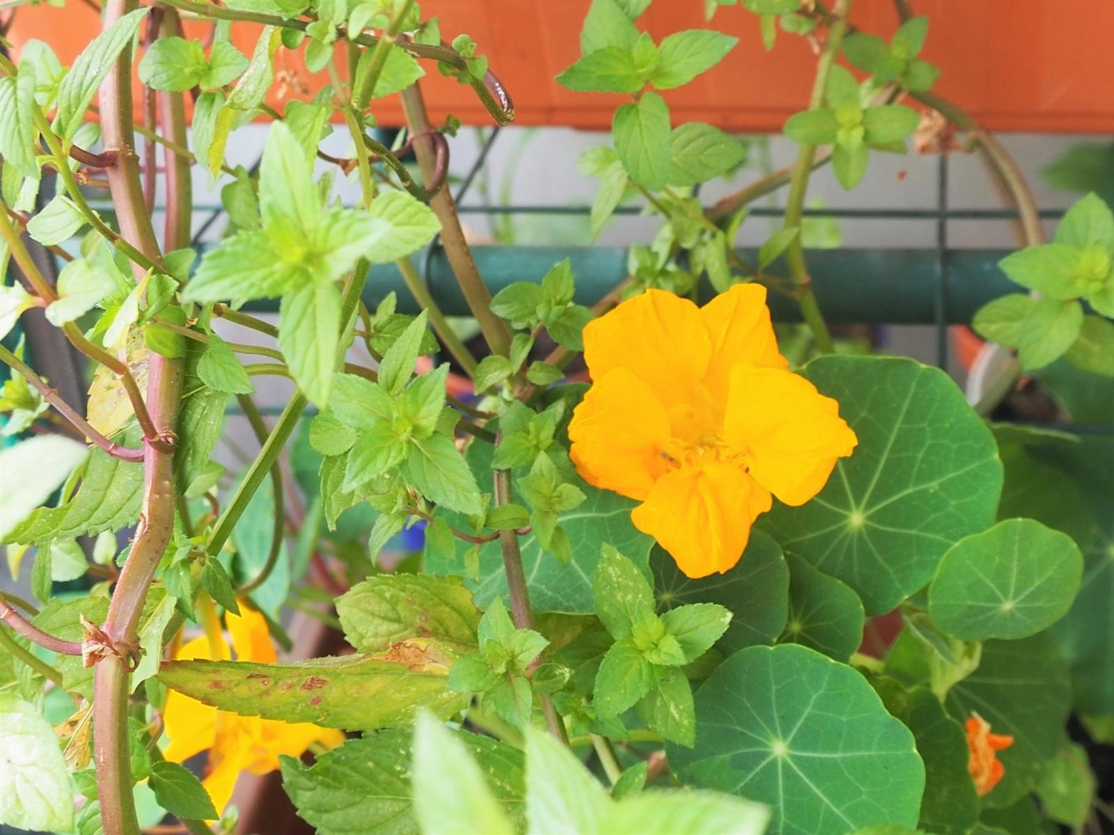 Zdjęcie w galerii na portalu naszraciborz.pl: Zielono mi. Wybrano najpiękniejsze balkony w Raciborzu wiadomości z regionu