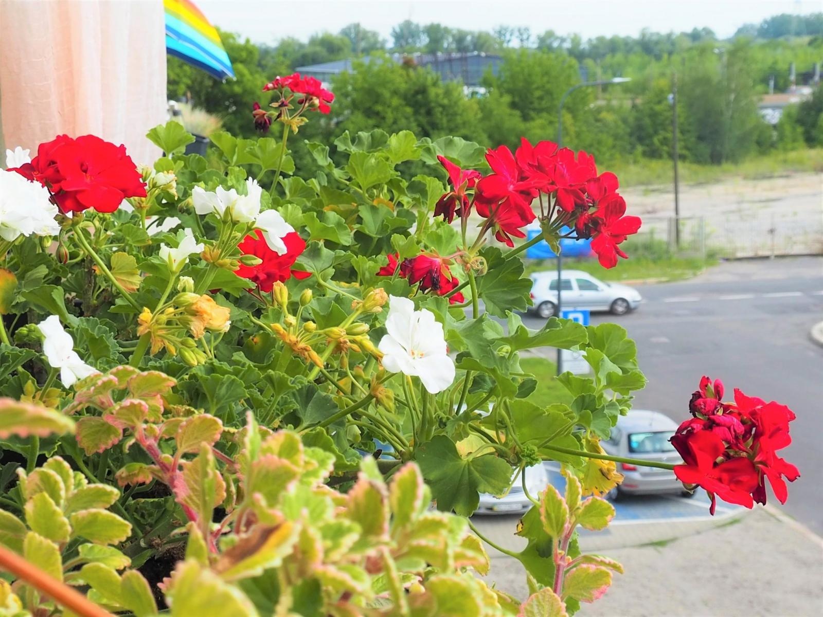 Zdjęcie w galerii na portalu naszraciborz.pl: Zielono mi. Wybrano najpiękniejsze balkony w Raciborzu wiadomości z regionu