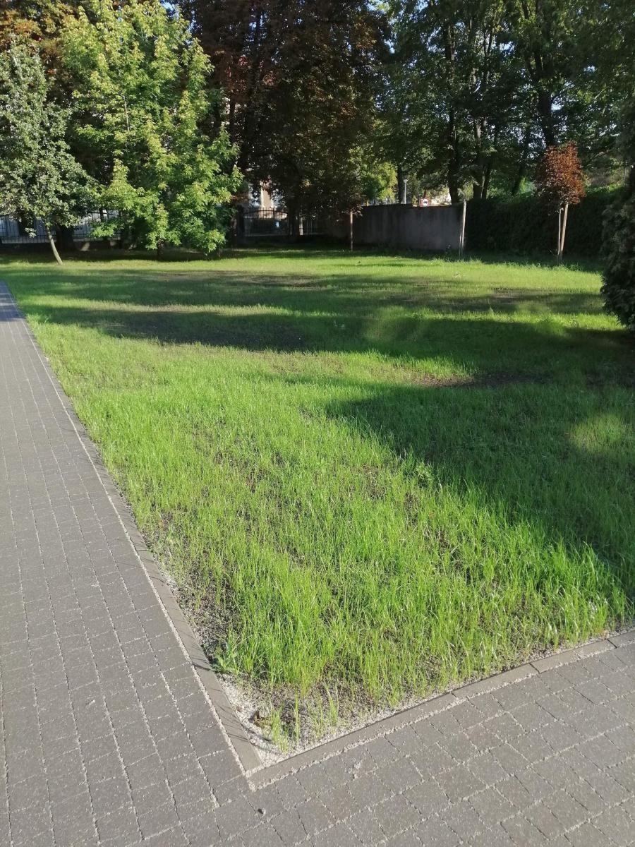 Zdjęcie w galerii na portalu naszraciborz.pl: Otwarty ogród - zielona oaza spotkań, nauki, sztuki i relaksu w I LO wiadomości z regionu