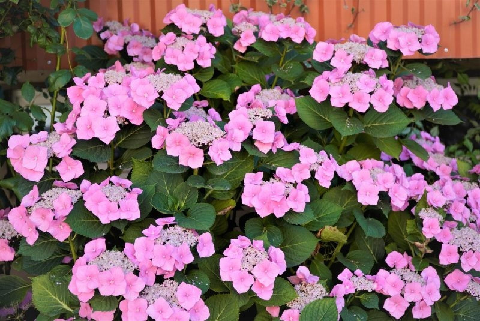 Zdjęcie w galerii na portalu naszraciborz.pl: Przy blokach też mogą być piękne ogrody wiadomości z regionu