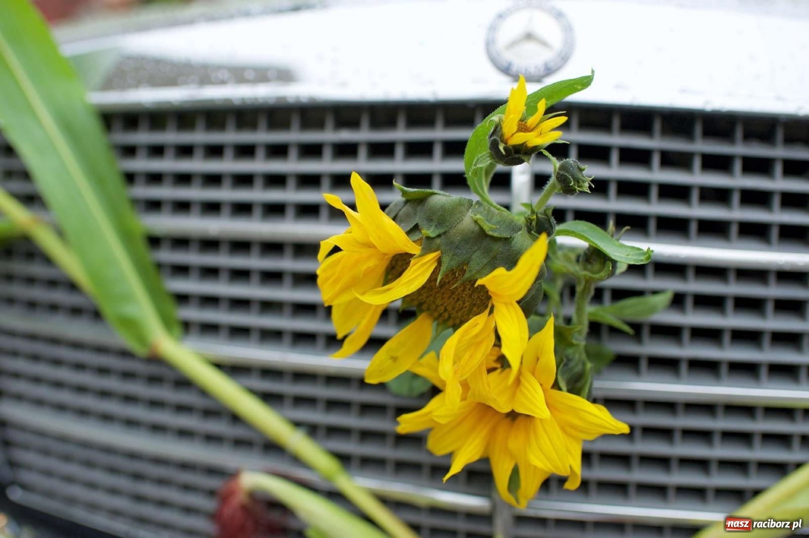 Zdjęcie w galerii na portalu naszraciborz.pl: Dożynki 2022 w Bolesławiu. Klub żniwiarzy XX wieku [FOTO i WIDEO] wiadomości z regionu