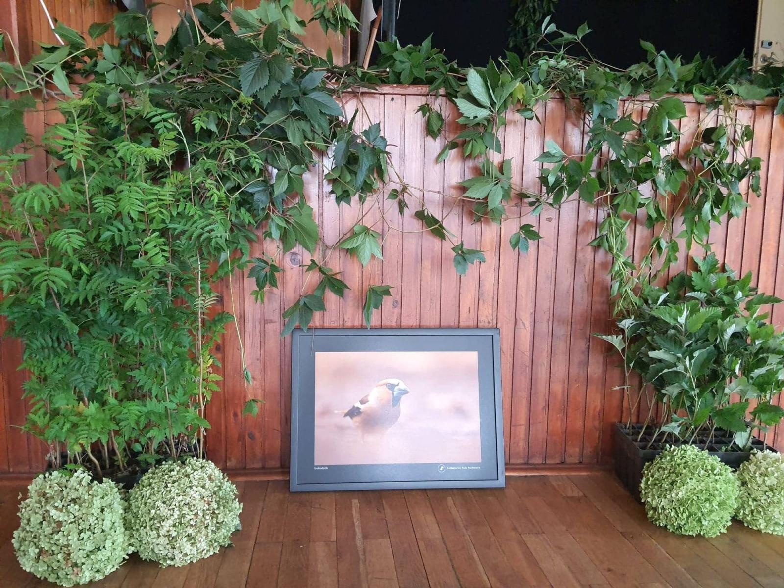 Zdjęcie w galerii na portalu naszraciborz.pl: Siedliska. Przy muzyce o zdrowiu z Lasami Państwowymi wiadomości z regionu