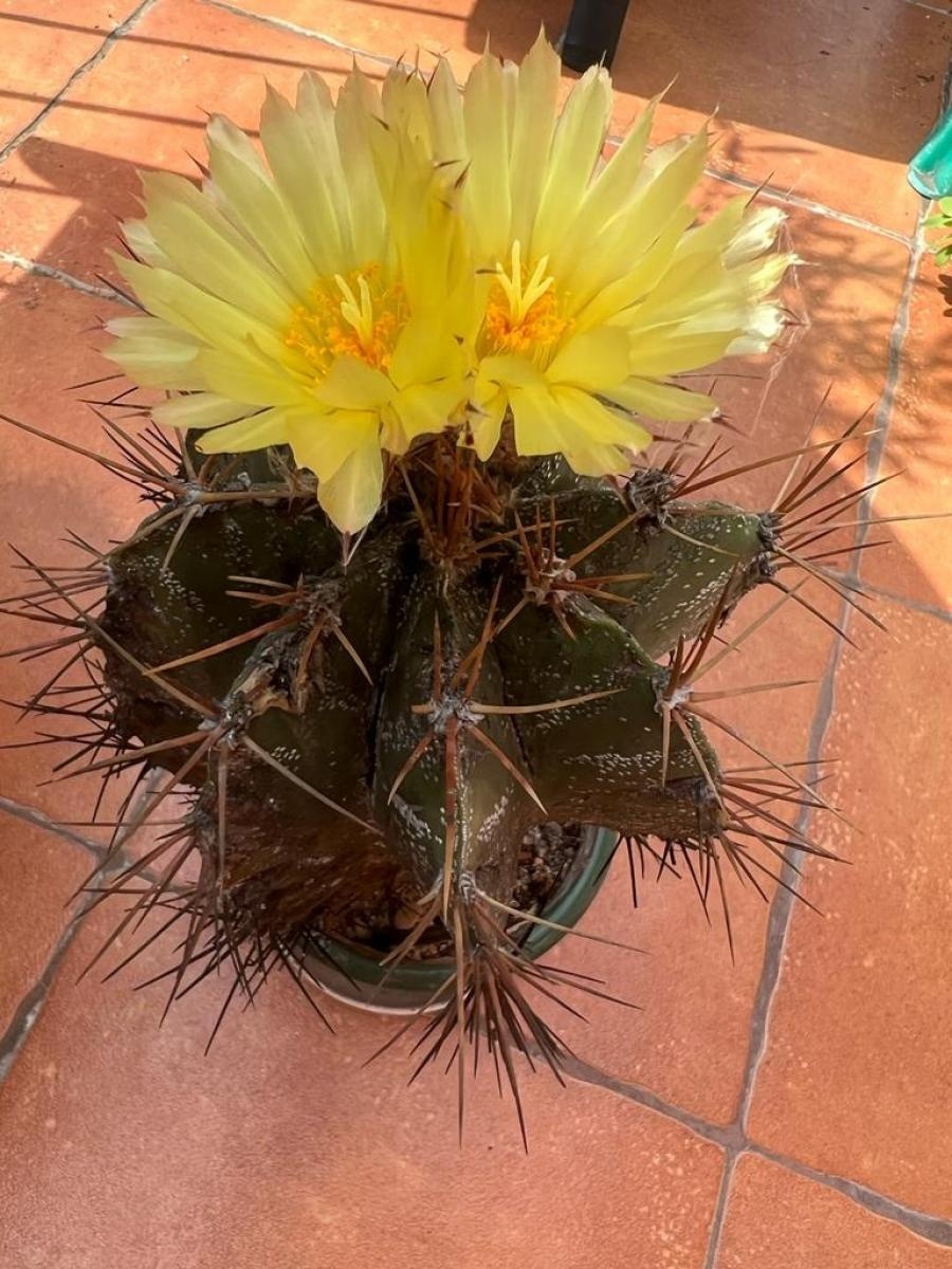 Zdjęcie w galerii na portalu naszraciborz.pl: Kolejne warsztaty z RCK za nami [FOTO] wiadomości z regionu