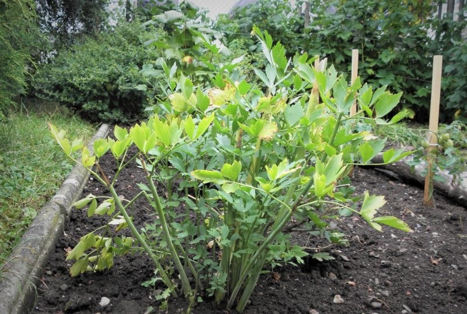 Zdjęcie w galerii na portalu naszraciborz.pl: Zielono Mi. Najpiękniejsze raciborskie ogrody w miejscu pracy wiadomości z regionu