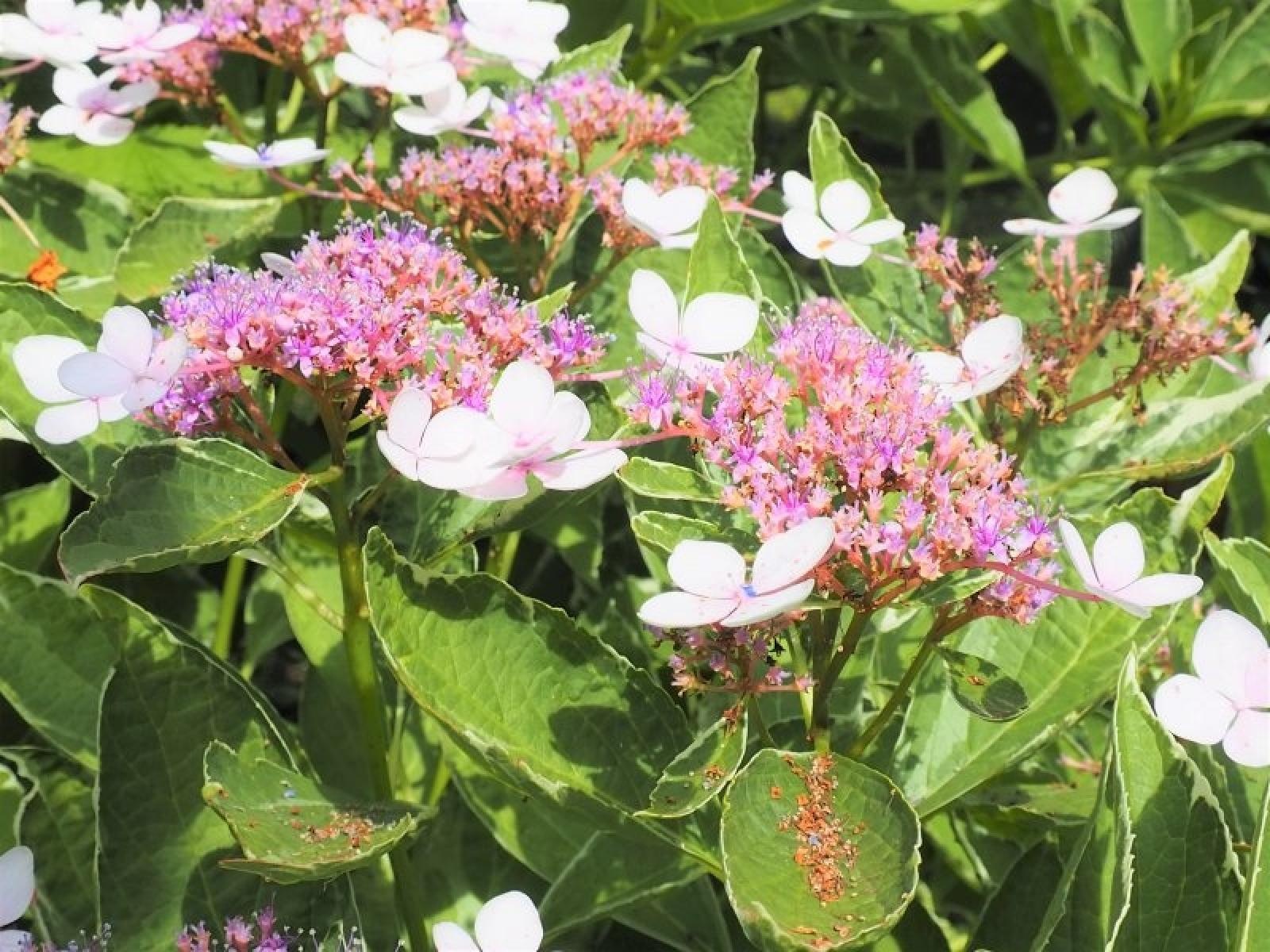 Zdjęcie w galerii na portalu naszraciborz.pl: Zielono Mi. Najpiękniejsze raciborskie ogrody w miejscu pracy wiadomości z regionu