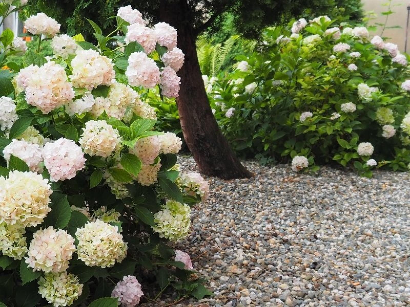 Zdjęcie w galerii na portalu naszraciborz.pl: Zielono Mi. Najpiękniejsze raciborskie ogrody w miejscu pracy wiadomości z regionu