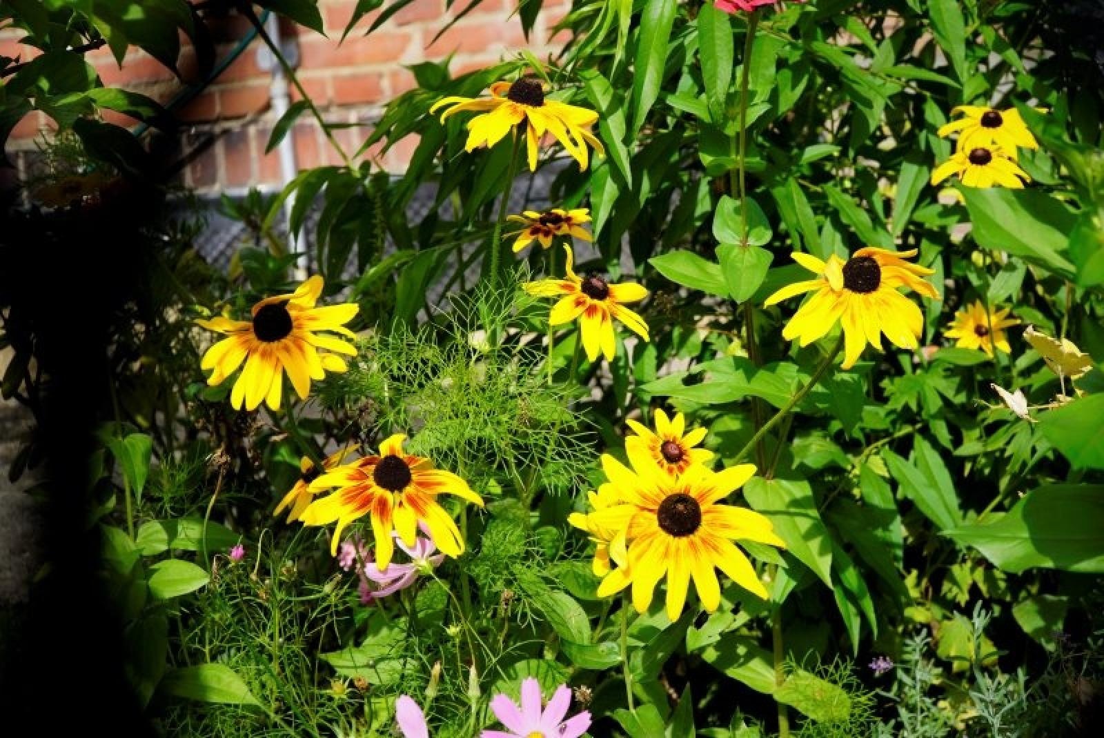 Zdjęcie w galerii na portalu naszraciborz.pl: Zielono Mi. Najpiękniejsze raciborskie ogrody w miejscu pracy wiadomości z regionu