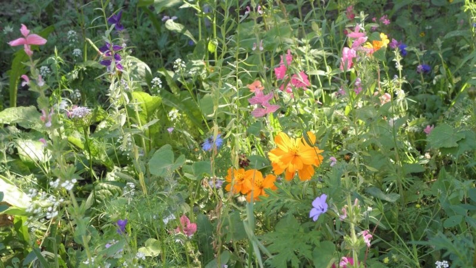 Zdjęcie w galerii na portalu naszraciborz.pl: Zielono Mi. Najpiękniejsze raciborskie ogrody w miejscu pracy wiadomości z regionu