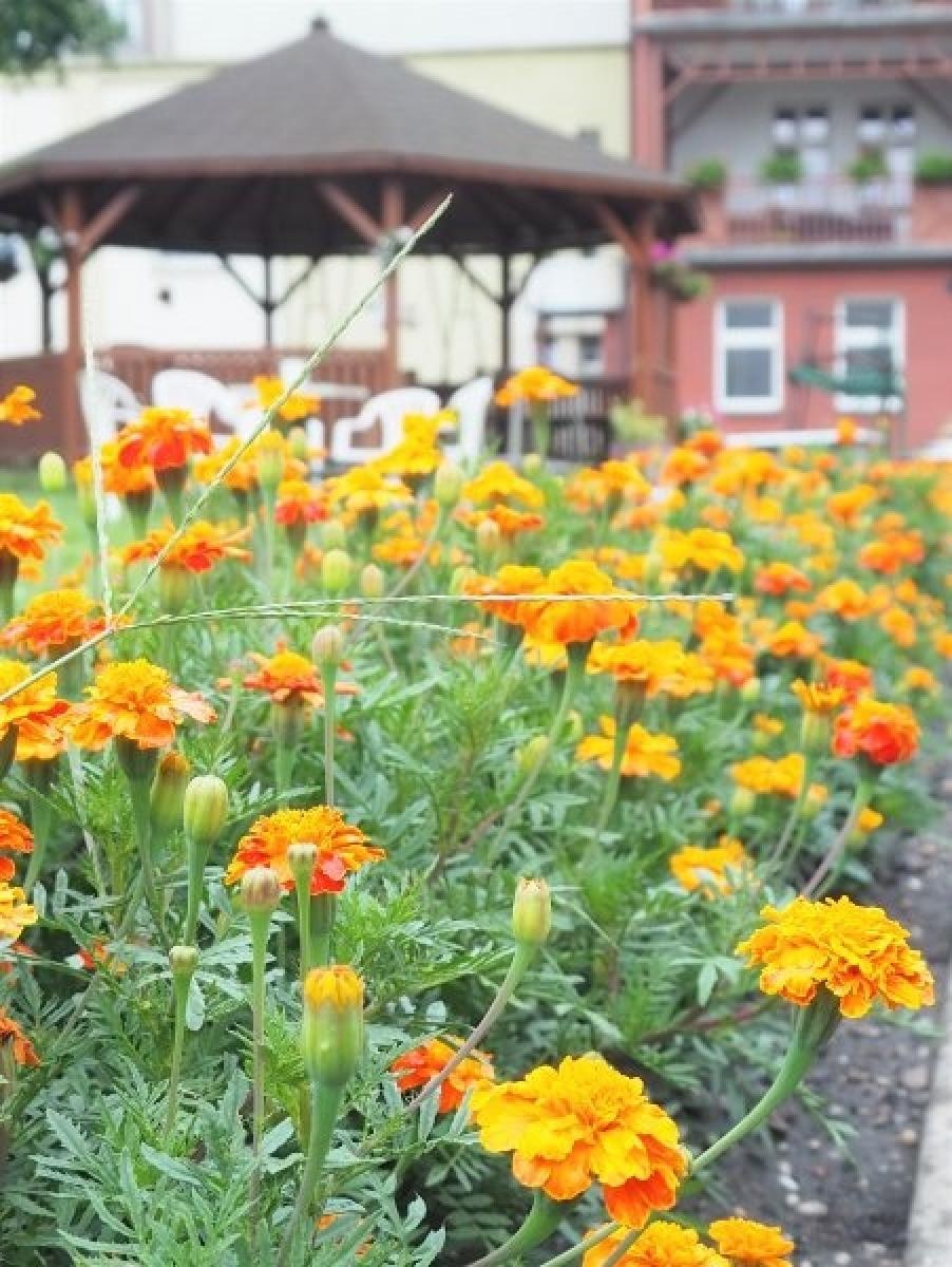 Zdjęcie w galerii na portalu naszraciborz.pl: Zielono Mi. Najpiękniejsze raciborskie ogrody w miejscu pracy wiadomości z regionu