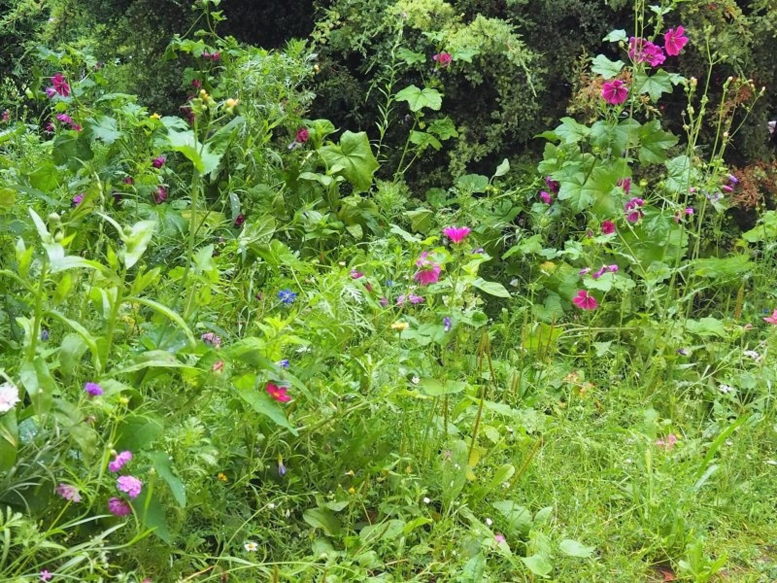 Zdjęcie w galerii na portalu naszraciborz.pl: Zielono Mi. Najpiękniejsze raciborskie ogrody w miejscu pracy wiadomości z regionu