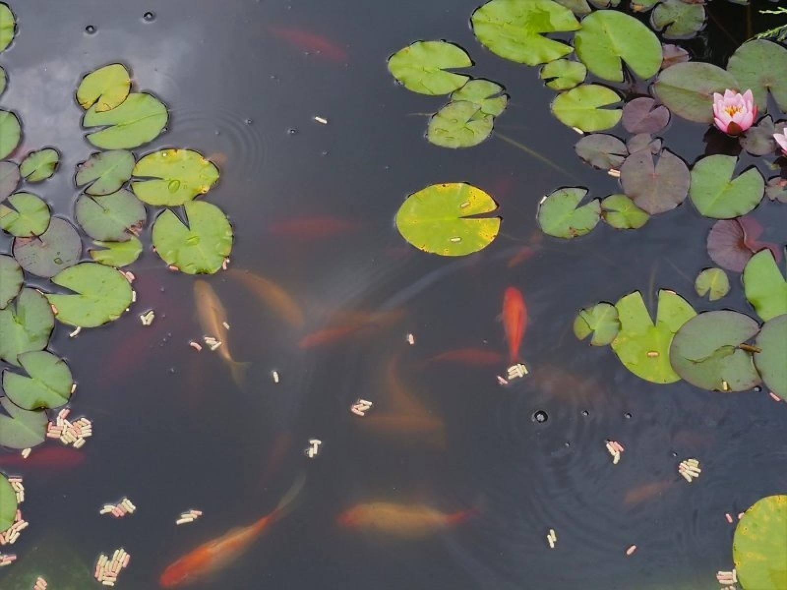 Zdjęcie w galerii na portalu naszraciborz.pl: Zielono mi. Najładniejsze raciborskie ogrody przydomowe [FOTO] wiadomości z regionu