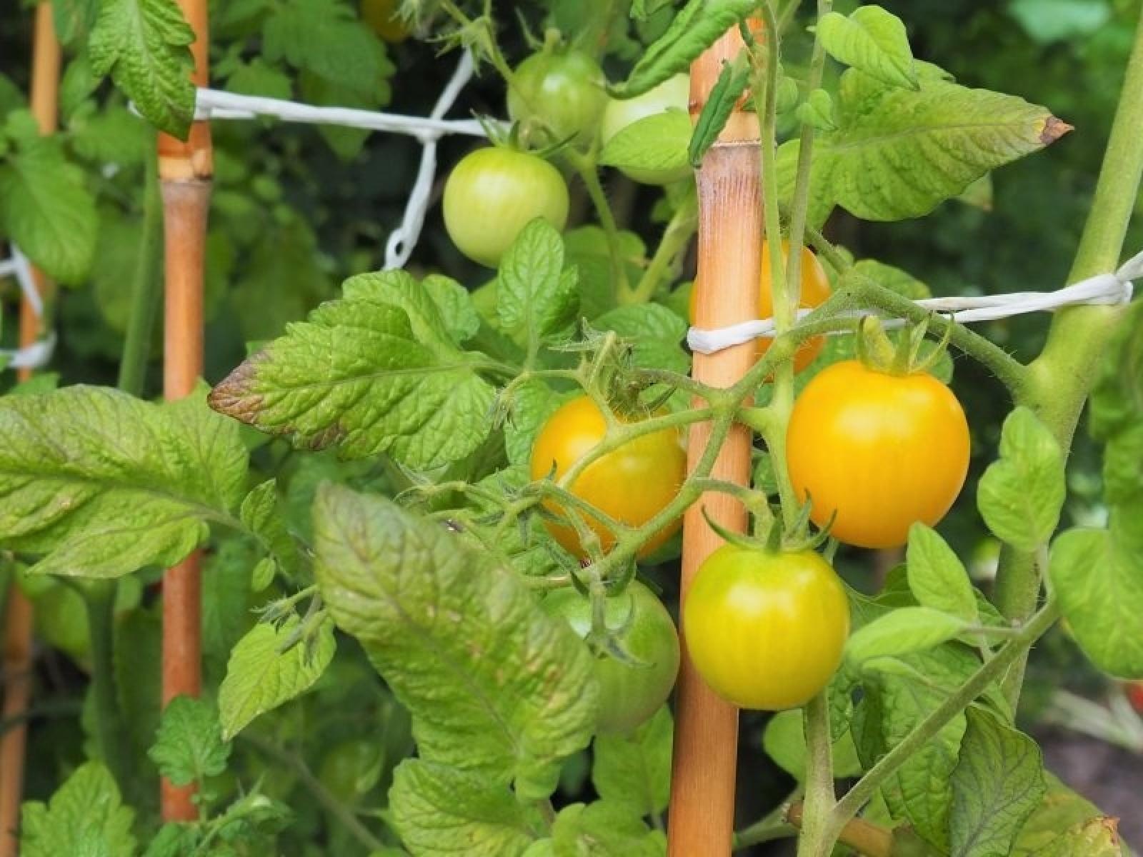 Zdjęcie w galerii na portalu naszraciborz.pl: Zielono mi. Najładniejsze raciborskie ogrody przydomowe [FOTO] wiadomości z regionu