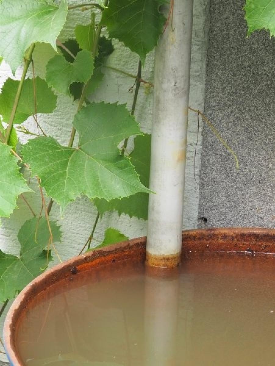 Zdjęcie w galerii na portalu naszraciborz.pl: Zielono mi. Najładniejsze raciborskie ogrody przydomowe [FOTO] wiadomości z regionu