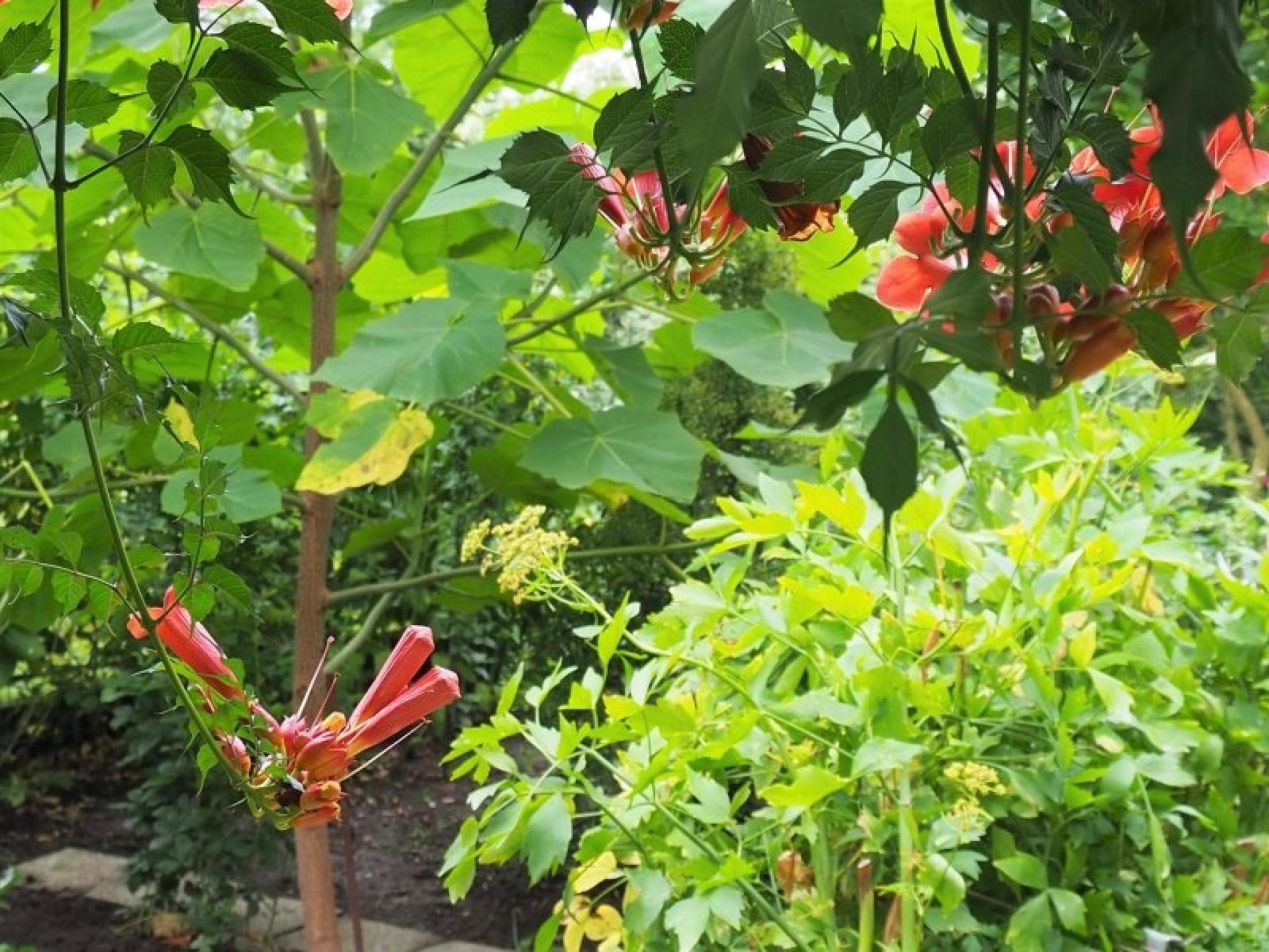 Zdjęcie w galerii na portalu naszraciborz.pl: Zielono mi. Najładniejsze raciborskie ogrody przydomowe [FOTO] wiadomości z regionu