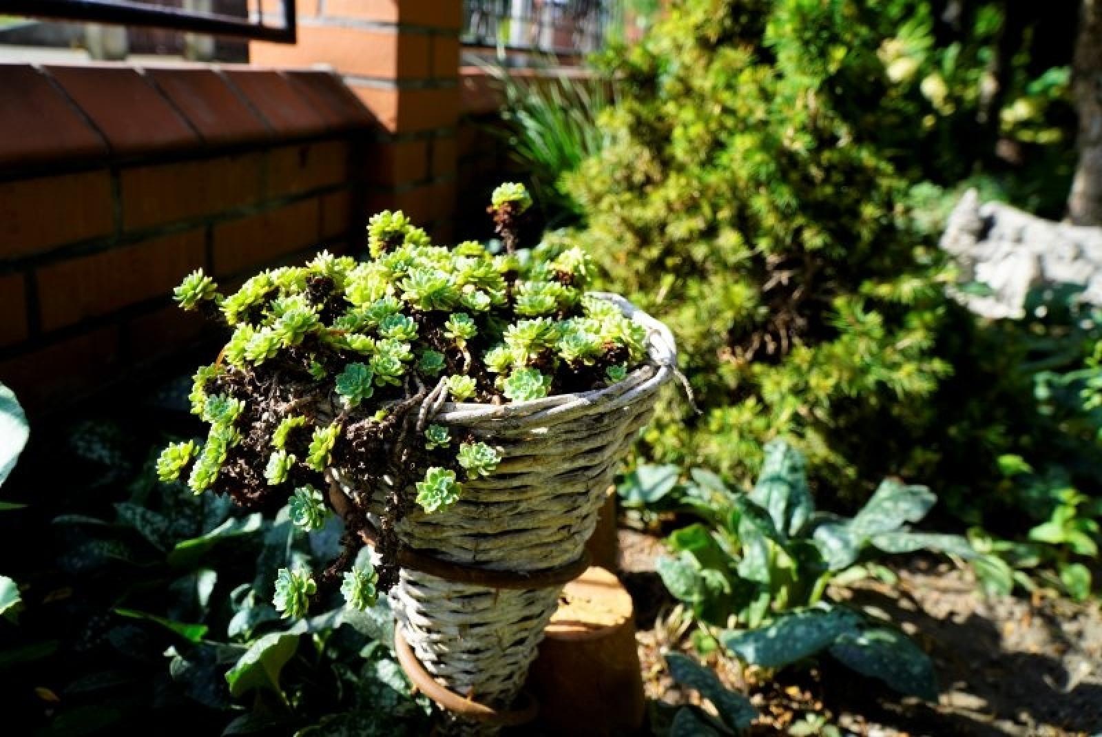 Zdjęcie w galerii na portalu naszraciborz.pl: Zielono mi. Najładniejsze raciborskie ogrody przydomowe [FOTO] wiadomości z regionu