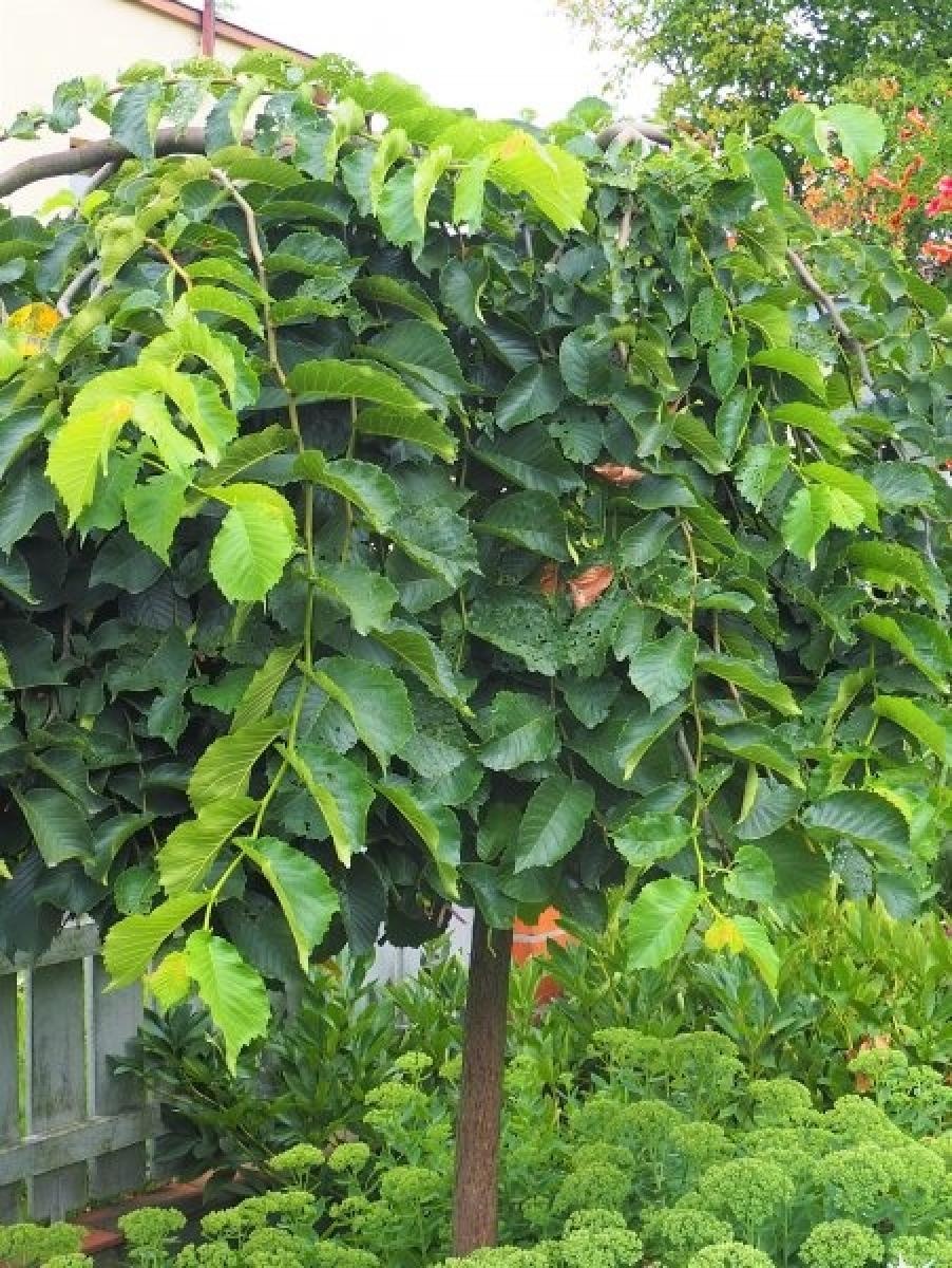 Zdjęcie w galerii na portalu naszraciborz.pl: Zielono mi. Najładniejsze raciborskie ogrody przydomowe [FOTO] wiadomości z regionu