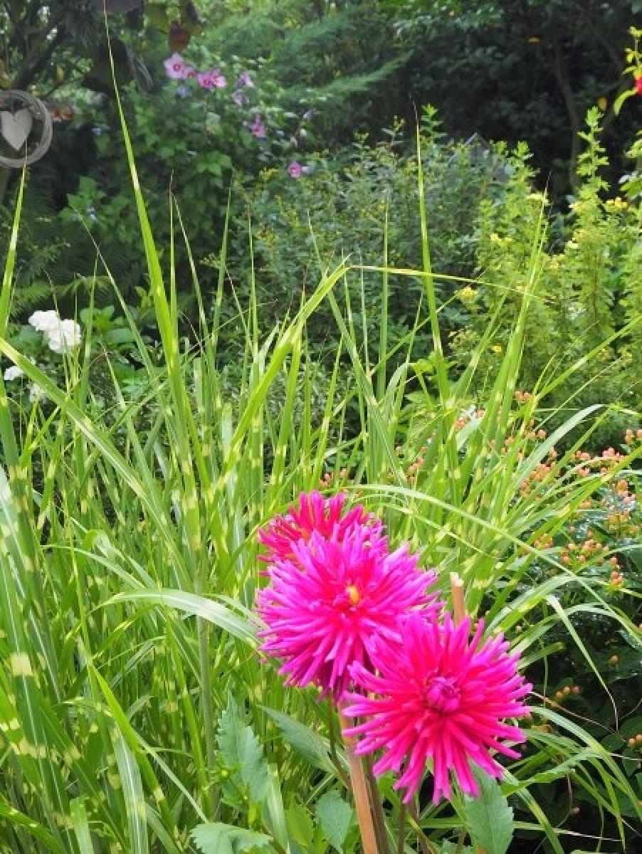 Zdjęcie w galerii na portalu naszraciborz.pl: Zielono mi. Najładniejsze raciborskie ogrody przydomowe [FOTO] wiadomości z regionu