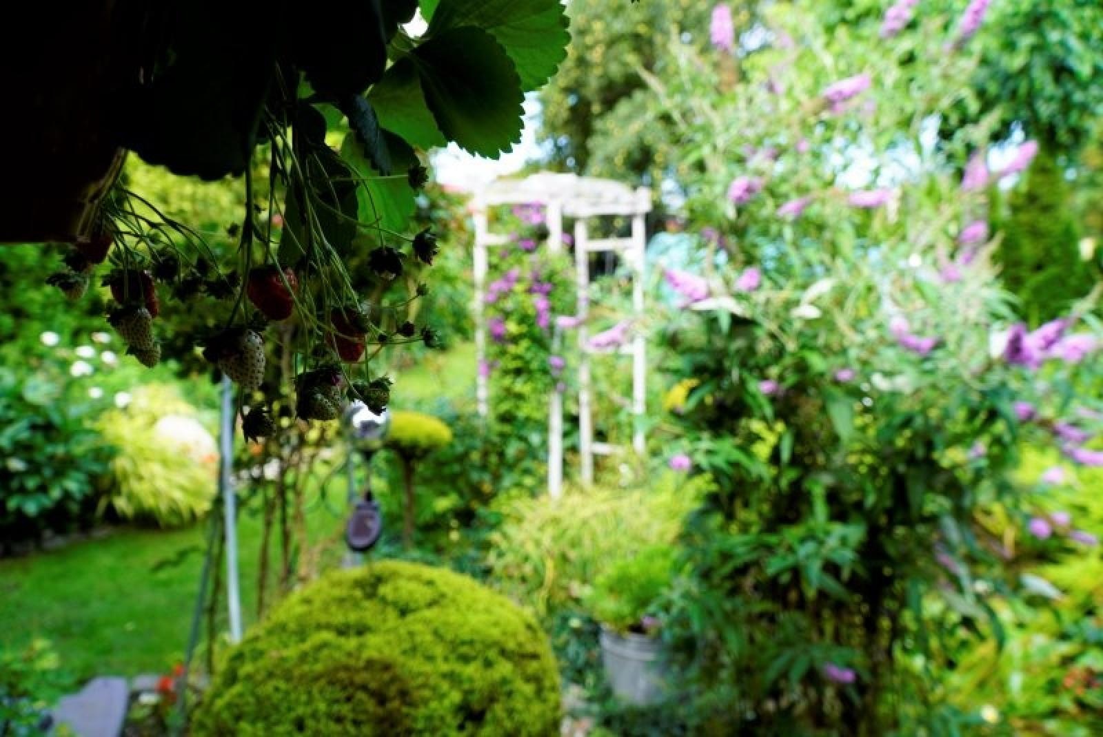 Zdjęcie w galerii na portalu naszraciborz.pl: Zielono mi. Najładniejsze raciborskie ogrody przydomowe [FOTO] wiadomości z regionu