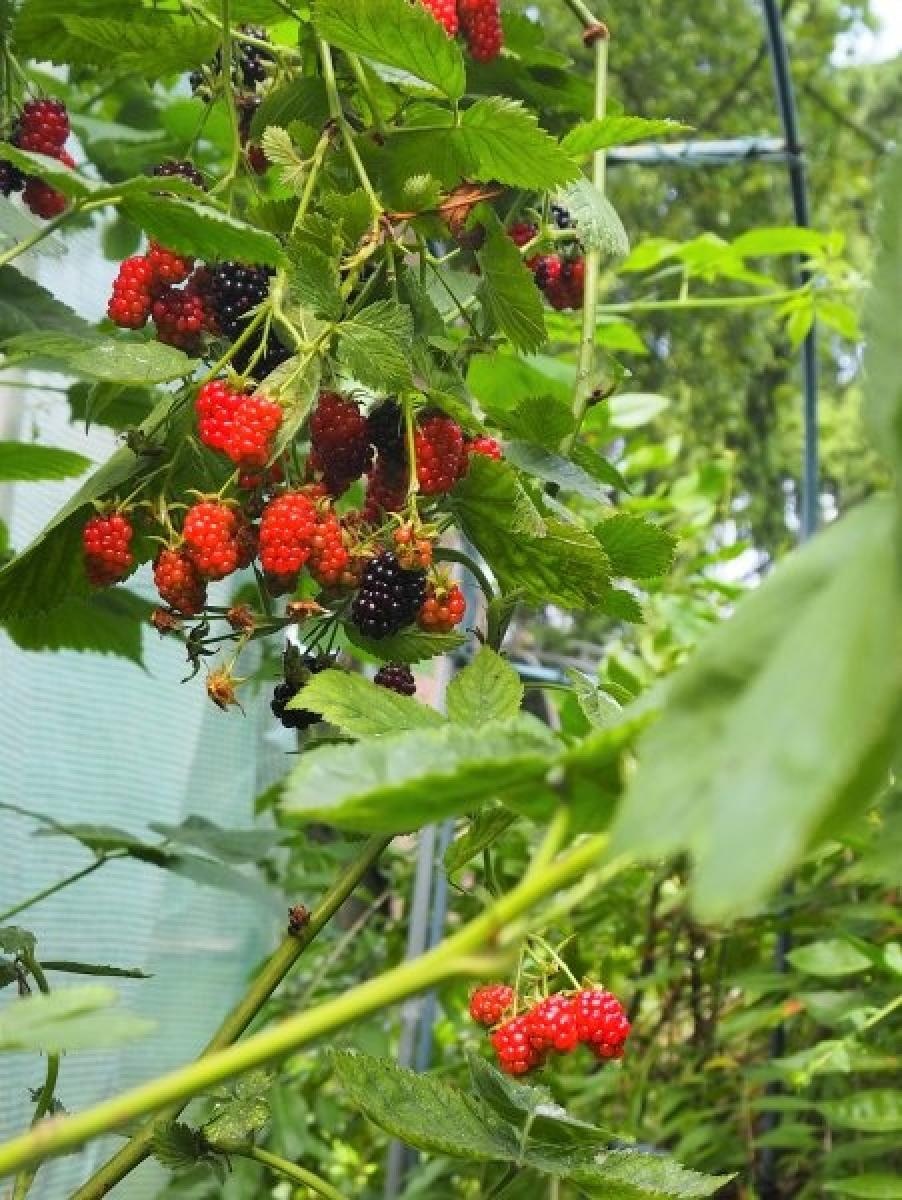 Zdjęcie w galerii na portalu naszraciborz.pl: Zielono mi. Najładniejsze raciborskie ogrody przydomowe [FOTO] wiadomości z regionu
