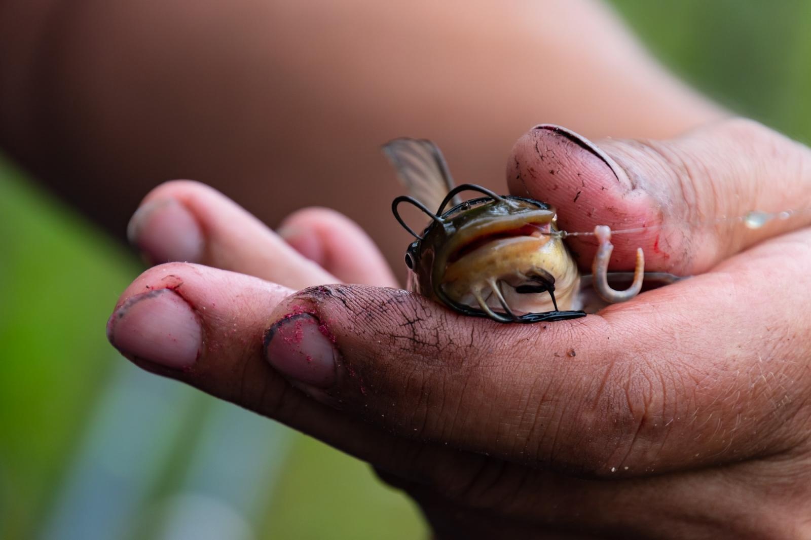 Zdjęcie w galerii na portalu naszraciborz.pl: Taaka ryba! Zawody wędkarskie koła COBEX SGL Racibórz na Dużej Wodzie w Łęgu wiadomości z regionu